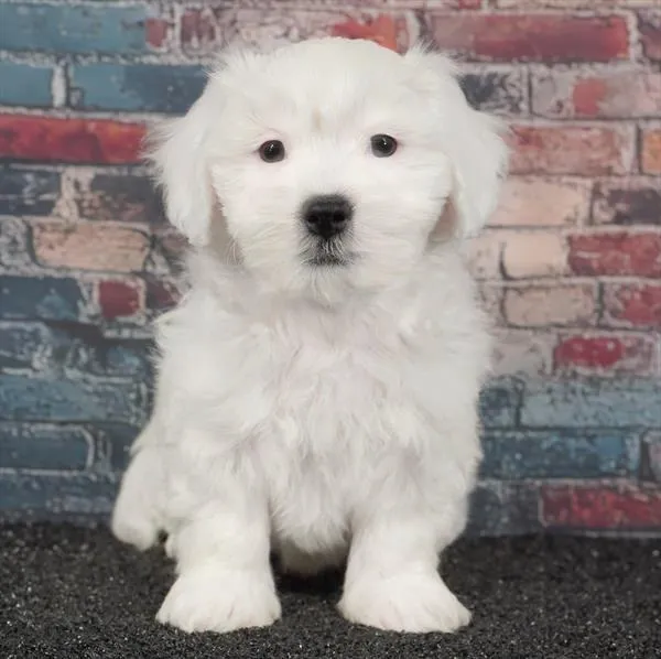 Female Teddy Bear puppy for sale at Puppyland Murfreesboro.