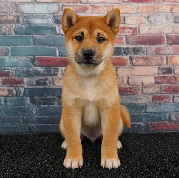 Male Shiba Inu puppy for sale at Puppyland Murfreesboro.