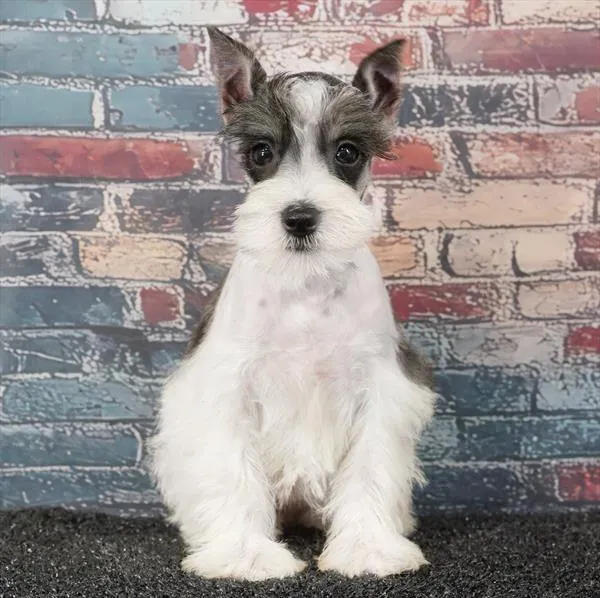 Female Mini Schnauzer puppy for sale at Puppyland Murfreesboro.