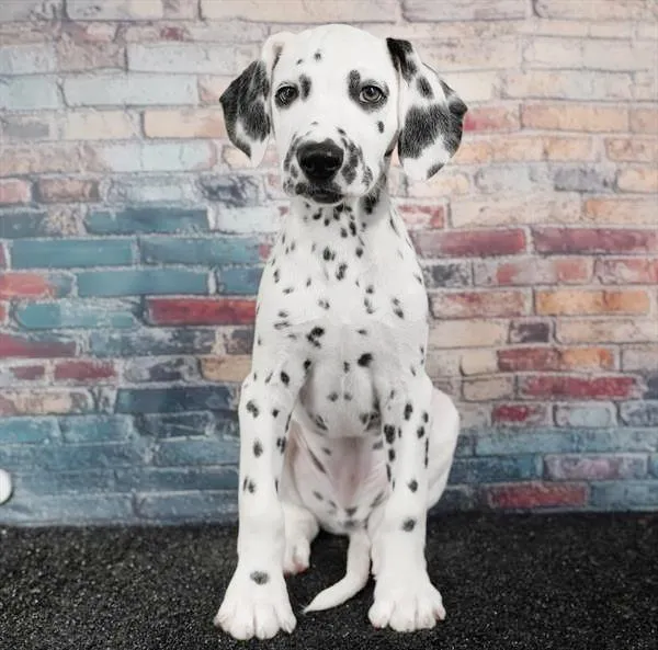 Male Dalmatian puppy for sale at Puppyland Murfreesboro.