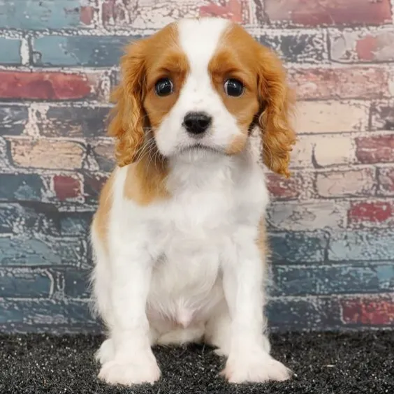 Male Cavalier King Charles Spaniel puppy for sale at Puppyland Murfreesboro.