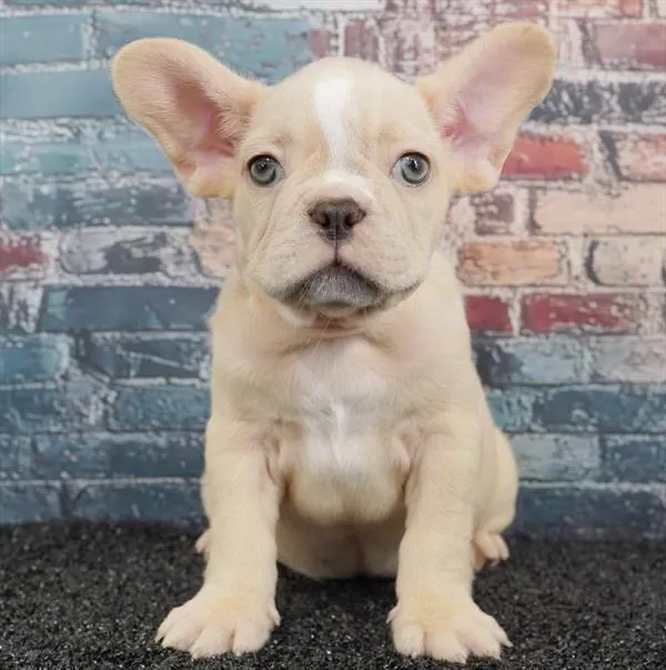 Female French Bulldog puppy for sale at Puppyland Murfreesboro.