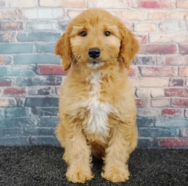 Male 2Nd Gen Mini Goldendoodle puppy for sale at Puppyland Murfreesboro.
