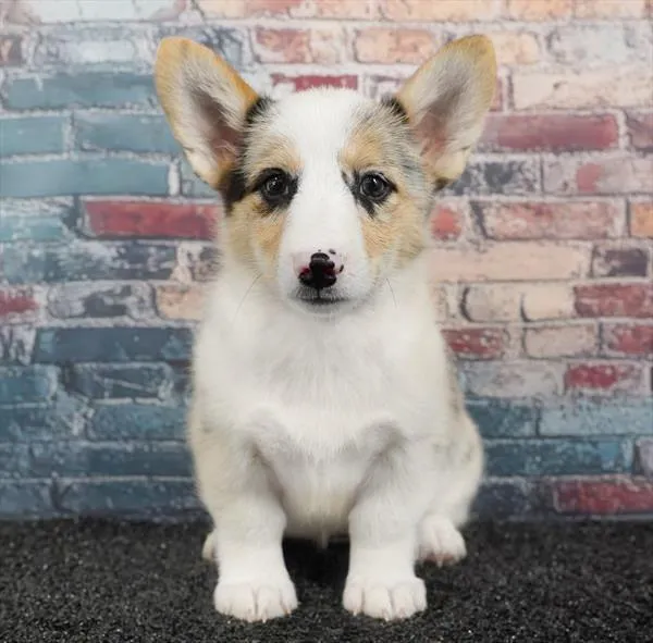 Female Pembroke Welsh Corgi puppy for sale at Puppyland Murfreesboro.