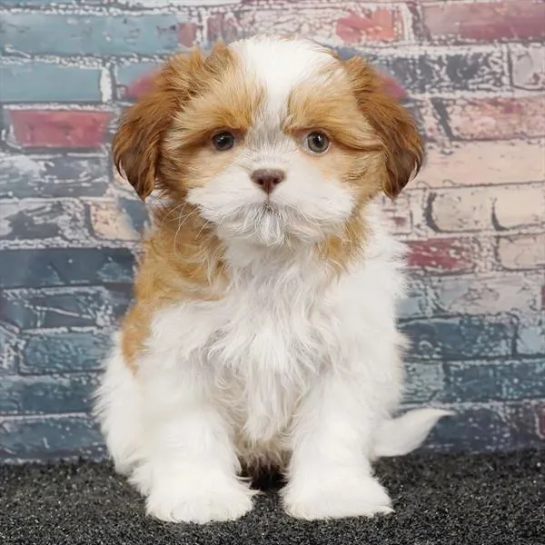 Female Shih Tzu puppy for sale at Puppyland Murfreesboro.