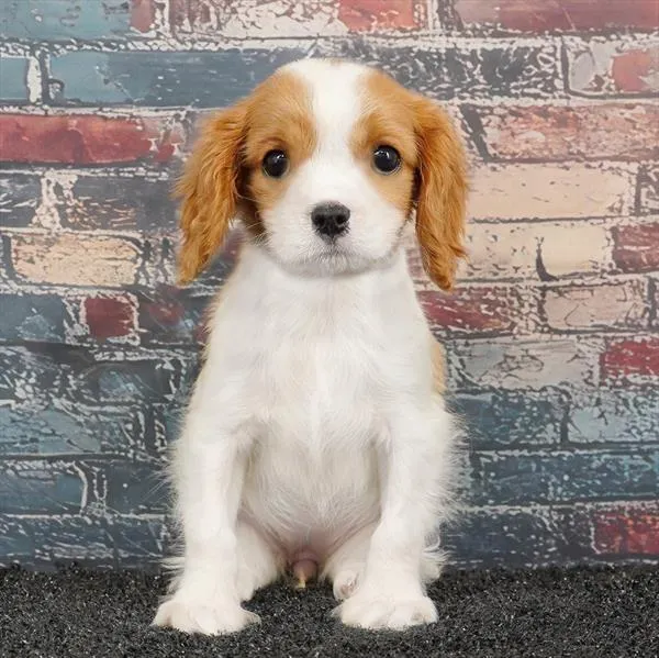 Female Cavalier King Charles Spaniel puppy for sale at Puppyland Murfreesboro.