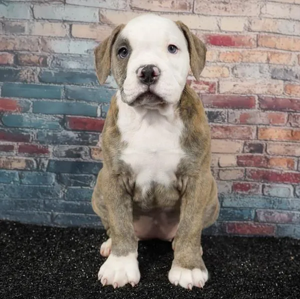 Female Old English Bulldog puppy for sale at Puppyland Murfreesboro.
