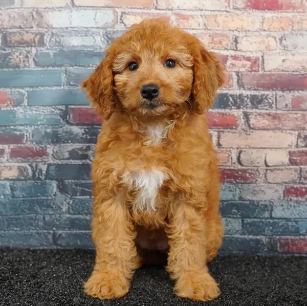 Female 2Nd Gen Mini Goldendoodle puppy for sale at Puppyland Murfreesboro.