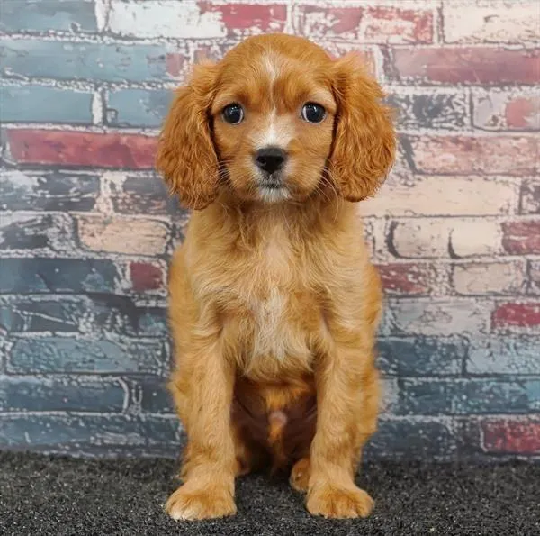 Male Cavapoo puppy for sale at Puppyland Murfreesboro.