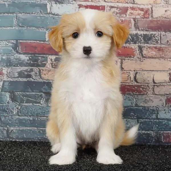Female Chinese Crested puppy for sale at Puppyland Murfreesboro.