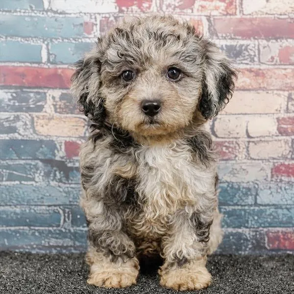Female Shizapoo puppy for sale at Puppyland Murfreesboro.
