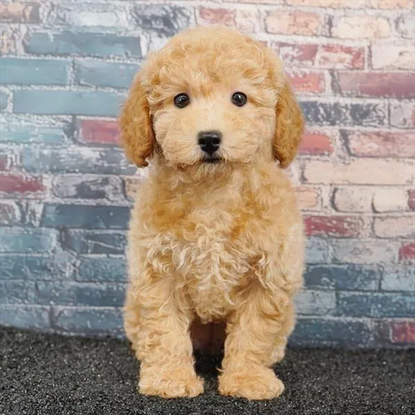 Female Bichapoo puppy for sale at Puppyland Murfreesboro.