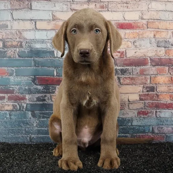 Male Labrador Retriever puppy for sale at Puppyland Murfreesboro.