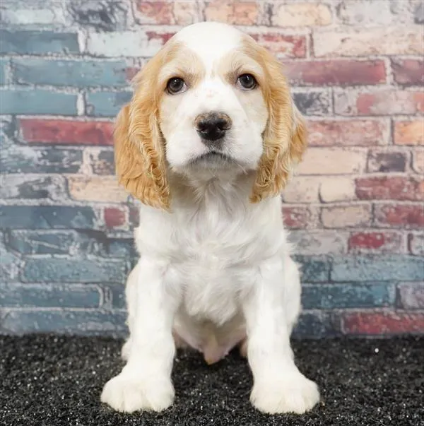 Male Cocker Spaniel puppy for sale at Puppyland Murfreesboro.