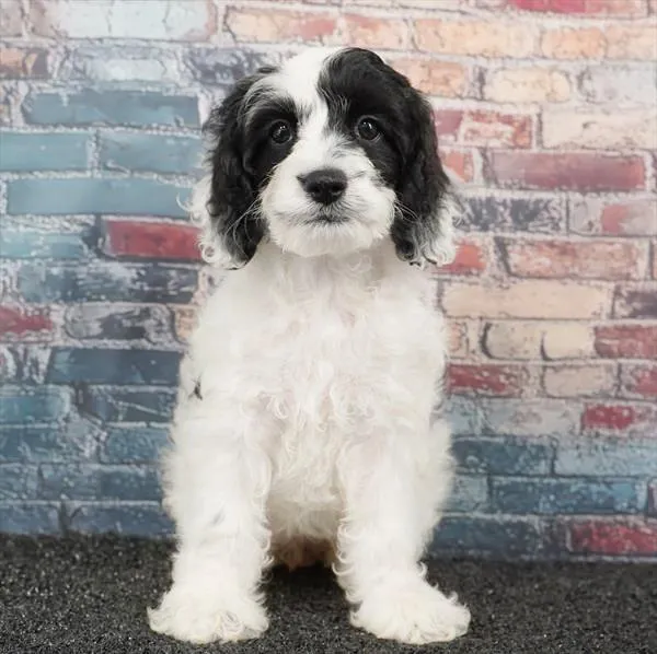 Female Cockapoo puppy for sale at Puppyland Murfreesboro.