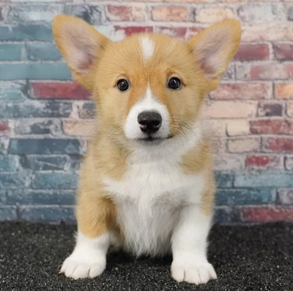 Male Pembroke Welsh Corgi puppy for sale at Puppyland Murfreesboro.