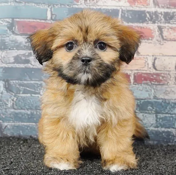 Female Shih Tzu puppy for sale at Puppyland Murfreesboro.