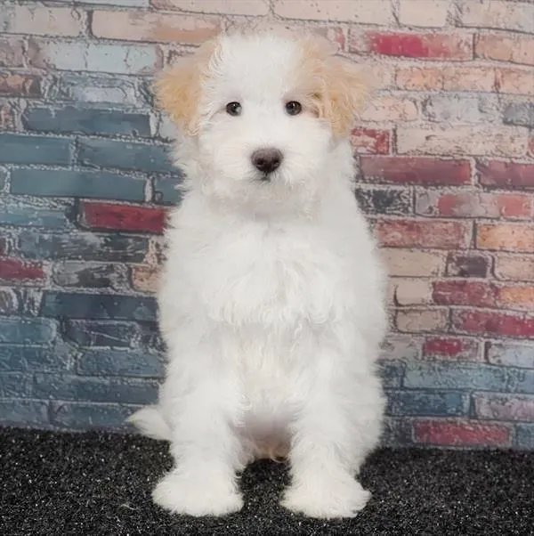 Female Bichapoo puppy for sale at Puppyland Murfreesboro.