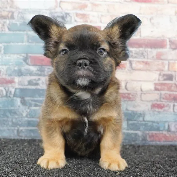 Male French Bulldog puppy for sale at Puppyland Murfreesboro.