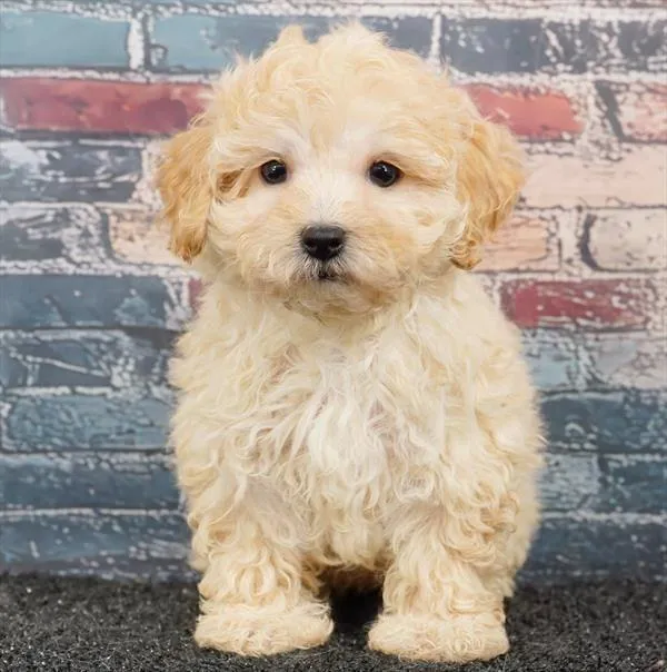 Female Maltipoo puppy for sale at Puppyland Murfreesboro.