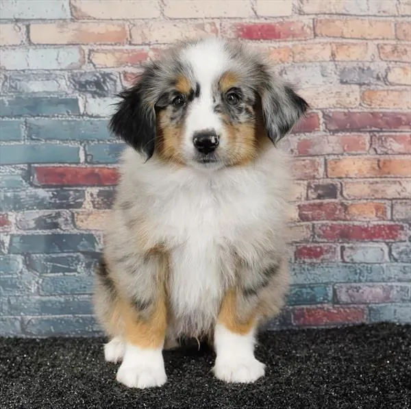 Male Mini Australian Shepherd puppy for sale at Puppyland Murfreesboro.