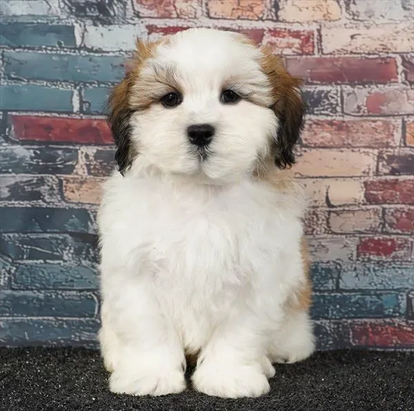Male Teddy Bear puppy for sale at Puppyland Murfreesboro.