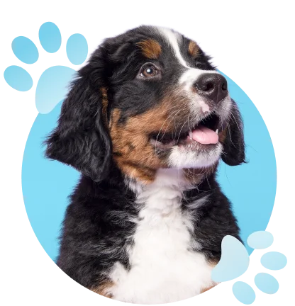 Cute puppy portrait representing the Puppyland Murfreesboro location