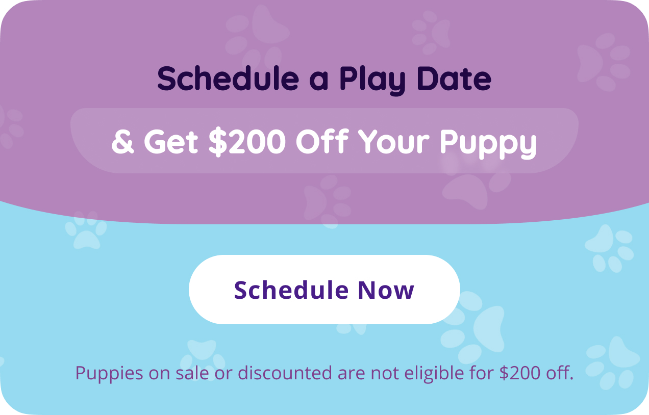 Schedule a Play Date & Get $200 Off Your Puppy