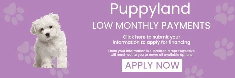 Apply for Puppyland Financing