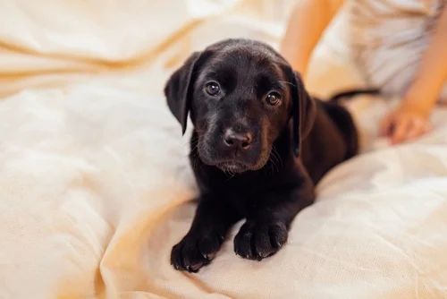 Black Labrador puppy lying on a blanket looking at the camera